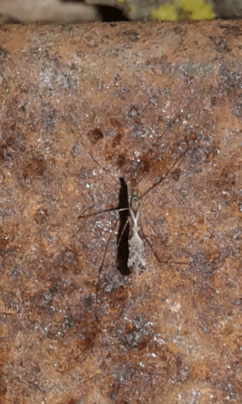 Reduviidae : Empicoris sp.?  S